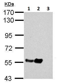 Western blot - Anti-TUBA4A antibody - Loading Control (ab228701), expandable thumbnail