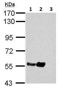 Western blot - Anti-TUBA4A antibody - Loading Control (AB228701)