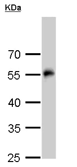 Western blot - Anti-TUBA4A antibody - Loading Control (AB228701)