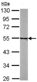 Western blot - Anti-TUBA8 antibody (AB154612), expandable thumbnail