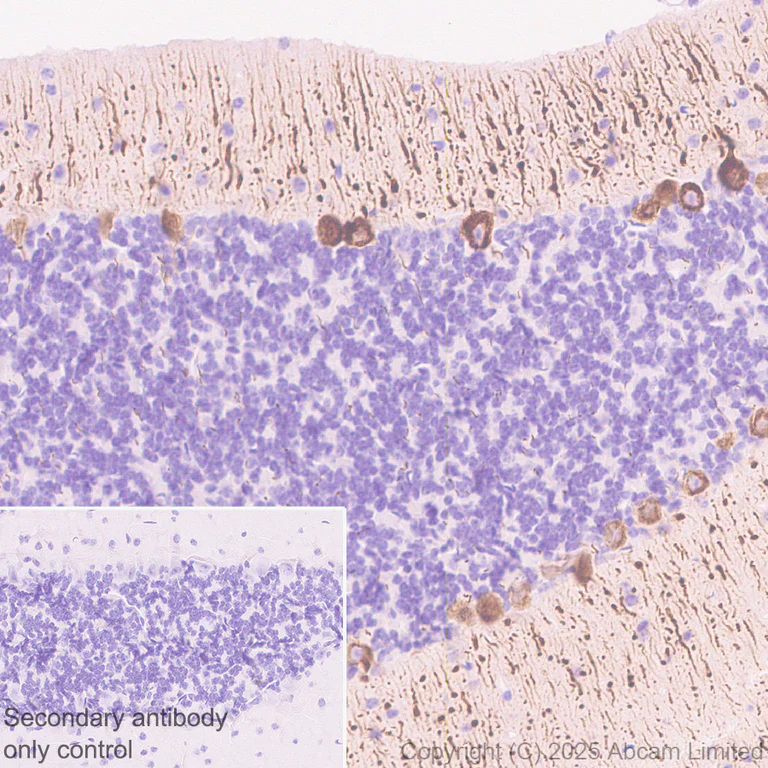Immunohistochemistry (Formalin/PFA-fixed paraffin-embedded sections) - Anti-TUBA8 antibody [EPR30576-548] (AB325930)