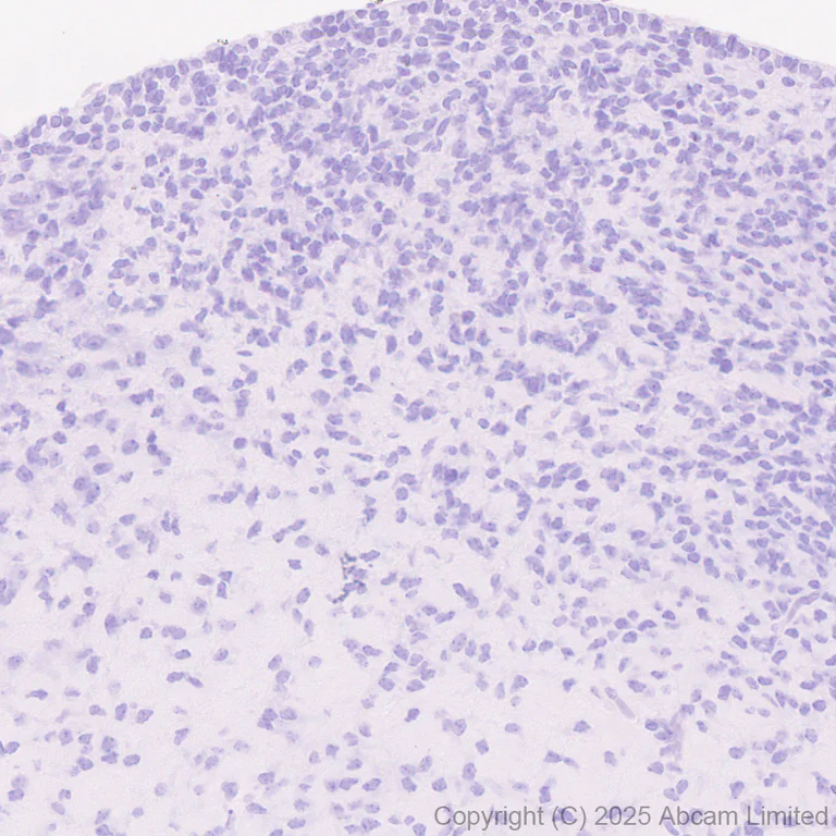 Immunohistochemistry (Formalin/PFA-fixed paraffin-embedded sections) - Anti-TUBA8 antibody [EPR30576-548] (AB325930)