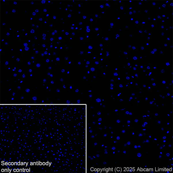 Immunohistochemistry (Frozen sections) - Anti-TUBA8 antibody [EPR30576-548] (AB325930)