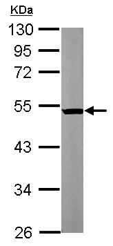 Western blot - Anti-TUBB2A + TUBB2B antibody (AB155311)