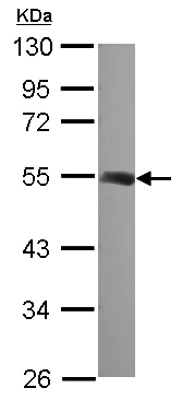 Western blot - Anti-TUBB2A + TUBB2B antibody (AB155311)
