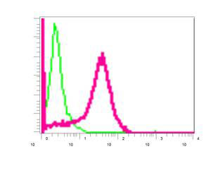 Flow Cytometry (Intracellular) - Anti-TUBB2A+TUBB2B antibody [EPR11843] - BSA and Azide free (AB249602), expandable thumbnail