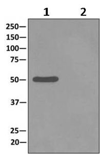 Immunoprecipitation - Anti-TUBB2A+TUBB2B antibody [EPR11843] - BSA and Azide free (AB249602), expandable thumbnail