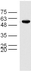 Western blot - Anti-TUBD1 antibody (AB214216)