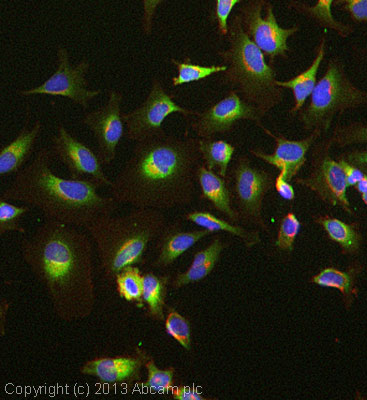 Immunocytochemistry/ Immunofluorescence - Anti-Tuberin antibody [EP1107Y] - BSA and Azide free (AB247339), expandable thumbnail