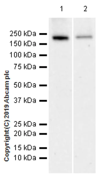 Western blot - Anti-Tuberin antibody [EPR22886-235] (AB255612)