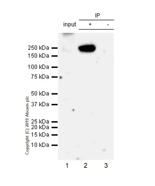 Immunoprecipitation - Anti-Tuberin antibody [EPR22886-235] - BSA and Azide free (AB256472)