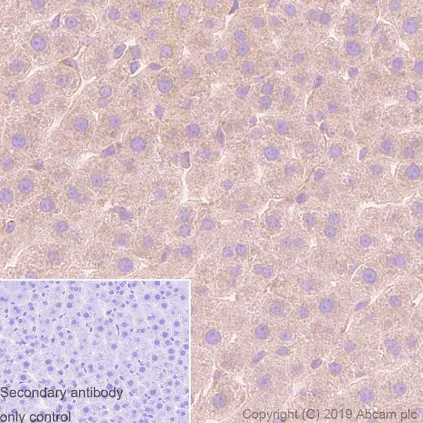 Immunohistochemistry (Formalin/PFA-fixed paraffin-embedded sections) - Anti-Tuberin antibody [Y320] (AB32554)