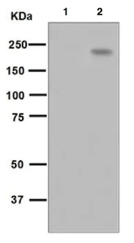 Western blot - Anti-Tuberin (phospho S1254) antibody [EPR5682] (AB133454)
