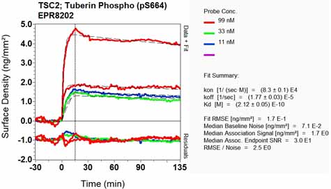 OI-RD Scanning - Anti-Tuberin (phospho S664) antibody [EPR8202] (AB133465), expandable thumbnail