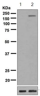 Western blot - Anti-Tuberin (phospho S664) antibody [EPR8202] (AB133465)