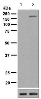 Western blot - Anti-Tuberin (phospho S664) antibody [EPR8202] - BSA and Azide free (AB248510)