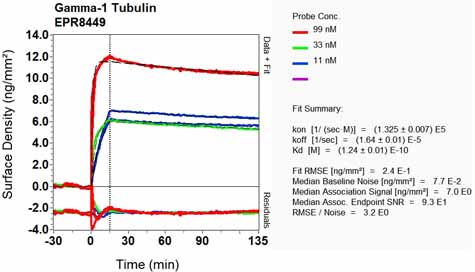 OI-RD Scanning - Anti-TUBG1 antibody [EPR8449] - Centrosome Marker (AB129021), expandable thumbnail