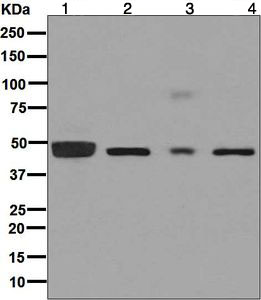 Western blot - Anti-TUBG1 antibody [EPR8449] - Centrosome Marker (AB129021), expandable thumbnail