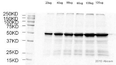 Western blot - Anti-Tubulin antibody [4D1] - Loading Control (AB56676)