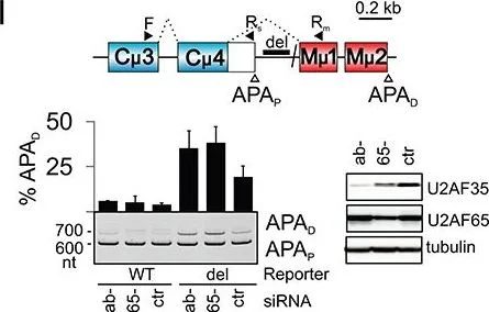 Anti-Tubulin antibody [4D1] - Loading Control (ab56676) | Abcam