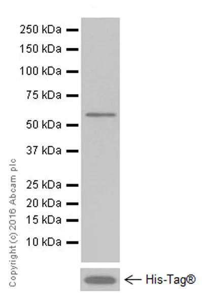 Western blot - Anti-Tubulin antibody [EPR13796] - BSA and Azide free (AB251523)