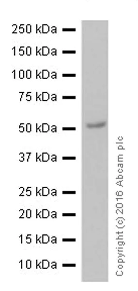 Western blot - Anti-Tubulin antibody [EPR13796] - Loading Control (AB210797)
