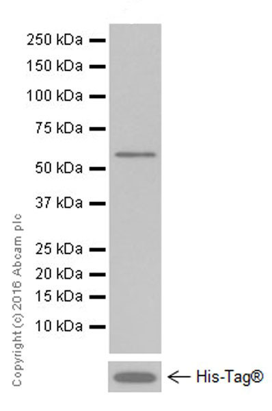 Western blot - Anti-Tubulin antibody [EPR13796] - Loading Control (AB210797)