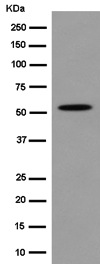 Western blot - Anti-Tubulin antibody [EPR13797] - BSA and Azide free (AB250822)