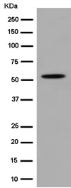 Western blot - Anti-Tubulin antibody [EPR13797] - Loading Control (AB185224)