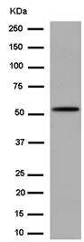 Western blot - Anti-Tubulin antibody [EPR13798] - BSA and Azide free (AB250800)