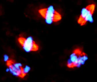 Immunocytochemistry/ Immunofluorescence - Anti-Tubulin antibody [YL1/2] - BSA and Azide free (AB264519)