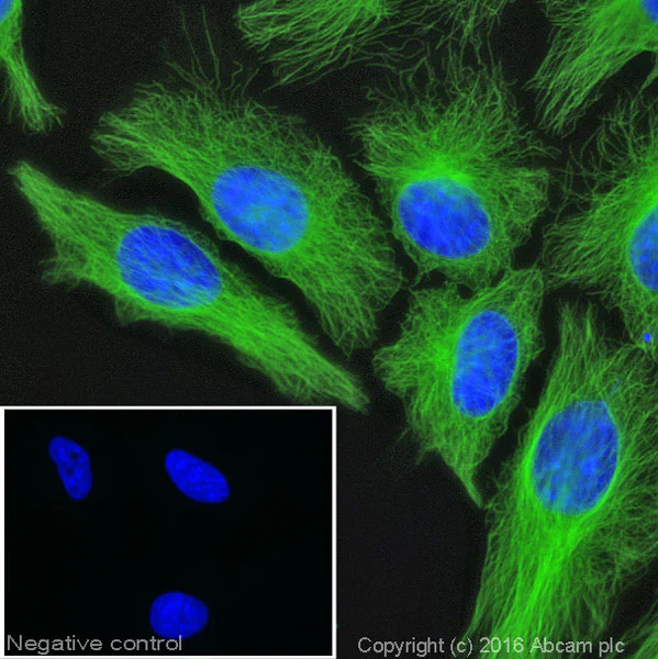 Immunocytochemistry/ Immunofluorescence - Anti-Tubulin antibody [YL1/2] - BSA and Azide free (AB264519)