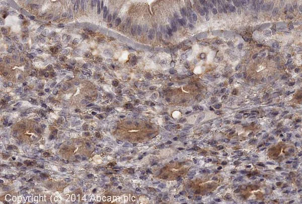 Immunohistochemistry (Formalin/PFA-fixed paraffin-embedded sections) - Anti-Tubulin antibody [YL1/2] - BSA and Azide free (AB264519)