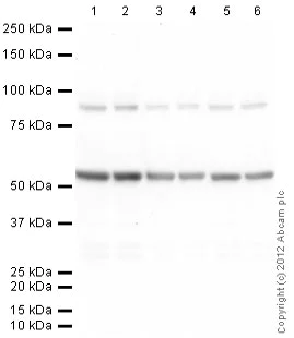 Western blot - Anti-Tubulin antibody [YL1/2] - Loading Control (AB6160)
