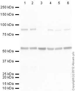 Western blot - Anti-Tubulin antibody [YL1/2] - Loading Control (AB6160)