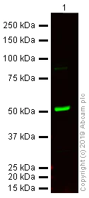 Western blot - Anti-Tubulin antibody [YL1/2] - Loading Control (AB6160)