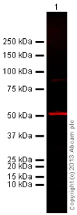 Western blot - Anti-Tubulin antibody [YL1/2] - Loading Control (AB6160)