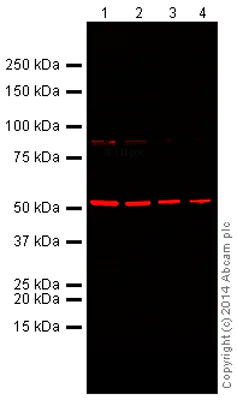 Western blot - Anti-Tubulin antibody [YL1/2] - Loading Control (AB6160)