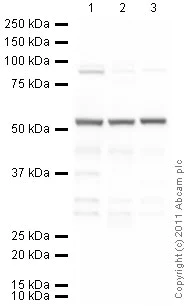 Western blot - Anti-Tubulin antibody [YL1/2] - Loading Control (AB6160)