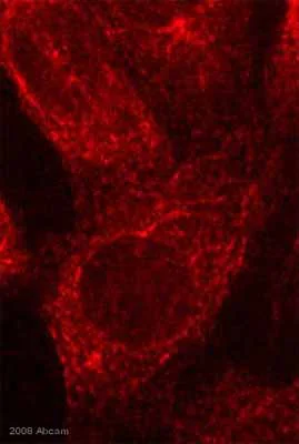 Immunocytochemistry/ Immunofluorescence - Anti-Tubulin antibody [YOL1/34] - Loading Control (AB6161)