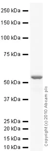 Western blot - Anti-Tubulin antibody [YOL1/34] - Loading Control (AB6161)