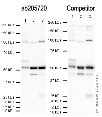 Western blot - Anti-Tubulin antibody [YOL1/34] - Loading Control (ab6161), expandable thumbnail