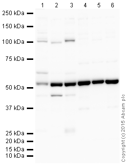 Western blot - Anti-Tubulin antibody [YOL1/34] - Loading Control (AB6161), expandable thumbnail