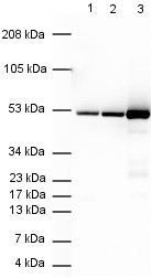 Western blot - Anti-Tubulin antibody [YOL1/34] - Loading Control (AB6161), expandable thumbnail