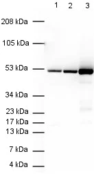 Western blot - Anti-Tubulin antibody [YOL1/34] - Loading Control (AB6161)