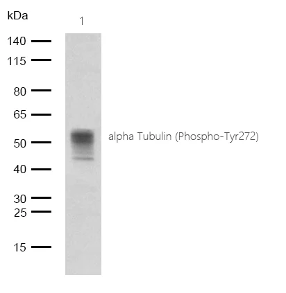Western blot - Anti-Tubulin (phospho Y272) antibody [SR1960] (AB326644)
