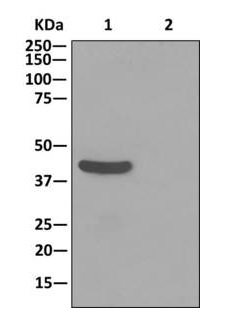Immunoprecipitation - Anti-TUFM antibody [EPR12796(B)] (AB175199), expandable thumbnail