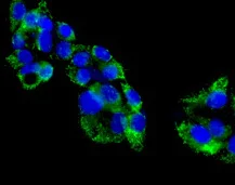 Immunocytochemistry/ Immunofluorescence - Anti-TUFM antibody [EPR12796(B)] - BSA and Azide free (AB249854)