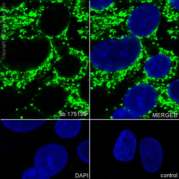 Immunocytochemistry/ Immunofluorescence - Anti-TUFM antibody [EPR12796(B)] - BSA and Azide free (AB249854)