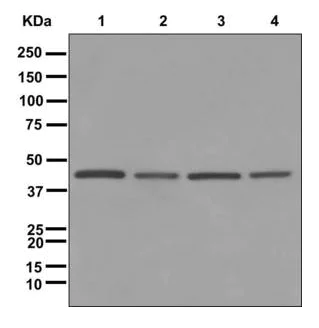 Western blot - Anti-TUFM antibody [EPR12796(B)] - BSA and Azide free (AB249854)